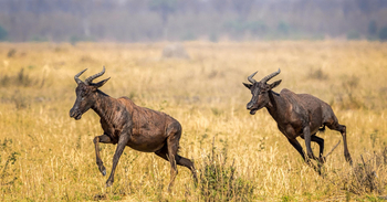 Wilderness Mokete Camp: Tsessebes