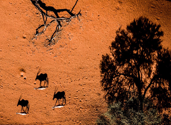 Bagatelle Kalahari Game Ranch: Oryxschatten