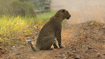 Bagh Villas: Leopard