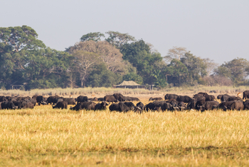 Busanga Bush Camp: Büffel vor dem Camp