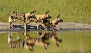 Camp Savuti: Drei Wildhunde