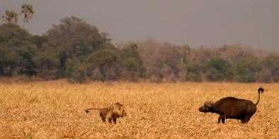 Chada Katavi Camp: Ewige Feinde Chada Katavi Camp: Ewige Feinde