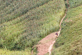 Chameleon Hill Forest Lodge: Pfad durch Landschaft