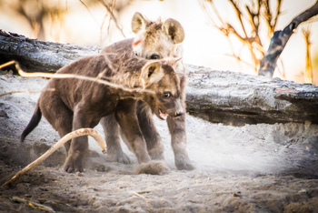 Chief's Island: Hyänenwelpen