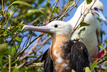 Cosmoledo Eco Camp: Junger Fregattvogel