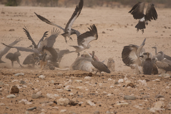 Dolomite Camp: Geier und Schakale