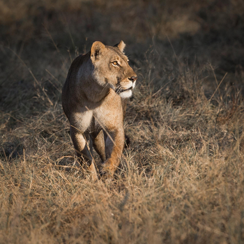 Duke's East Duke's East: Löwin