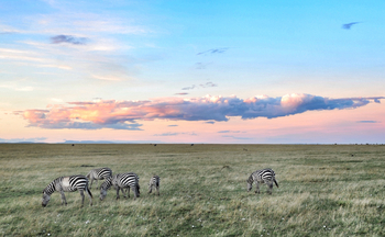 Encounter Mara Camp: Zebras in der Savanne