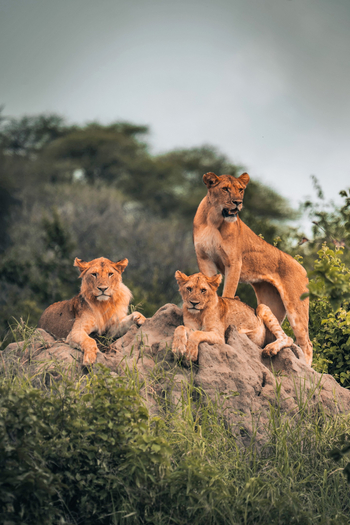 Forest Chem Chem: Löwengruppe