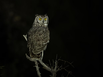 Gham Dhao Lodge Gham Dhao Lodge: Spotted Eagle Owl