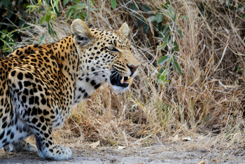 Ghoha Hills Savuti Lodge Ghoha Hills Savuti Lodge: Fauchender Leopard
