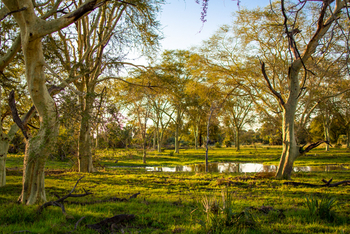 Gorongosa Safaris: Bäume