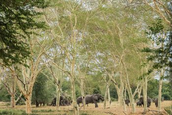 Gorongosa Safaris: Elefanten im Wald