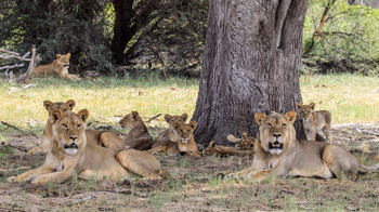 Imvelo Safaris Imvelo Safaris: Löwenfamilie