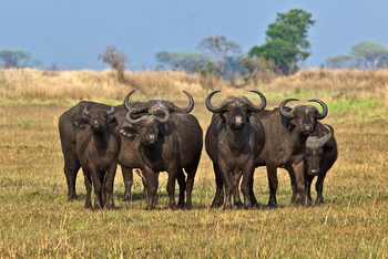 Konkamoya Lodge: Büffelgruppe