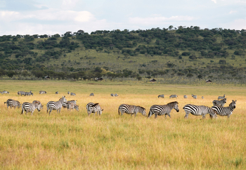 Laba Migration Camp: Zebras auf einer Wiese