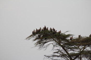 Lake Nakuru Sopa Lodge Lake Nakuru Sopa Lodge: Weißrückengeier