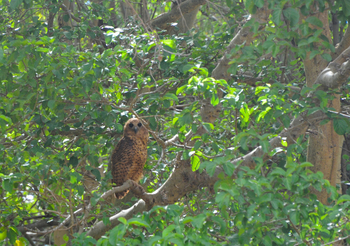 Lale's Camp: Milchuhu