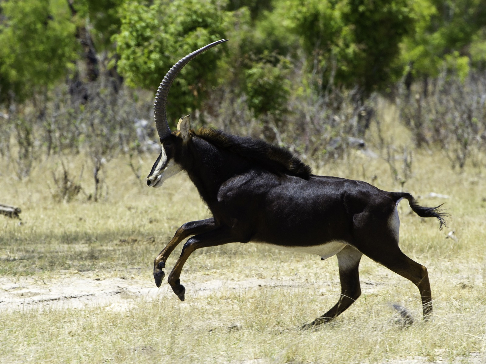Little Makalolo Camp Little Makalolo Camp: Rappenantilope