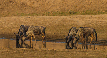 Luambe Camp: Trinkende Gnus