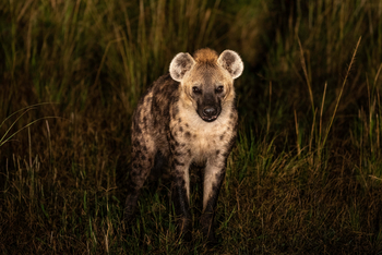 Magashi Camp: Hyäne