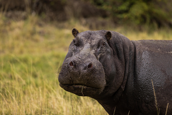 Mahali Mzuri: Hippo