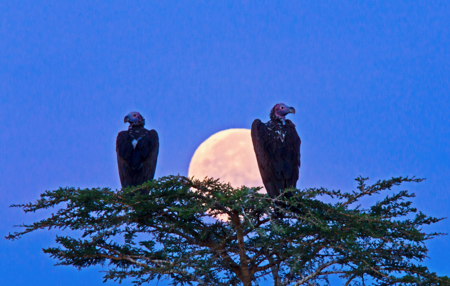 Mara Toto Tree Camp