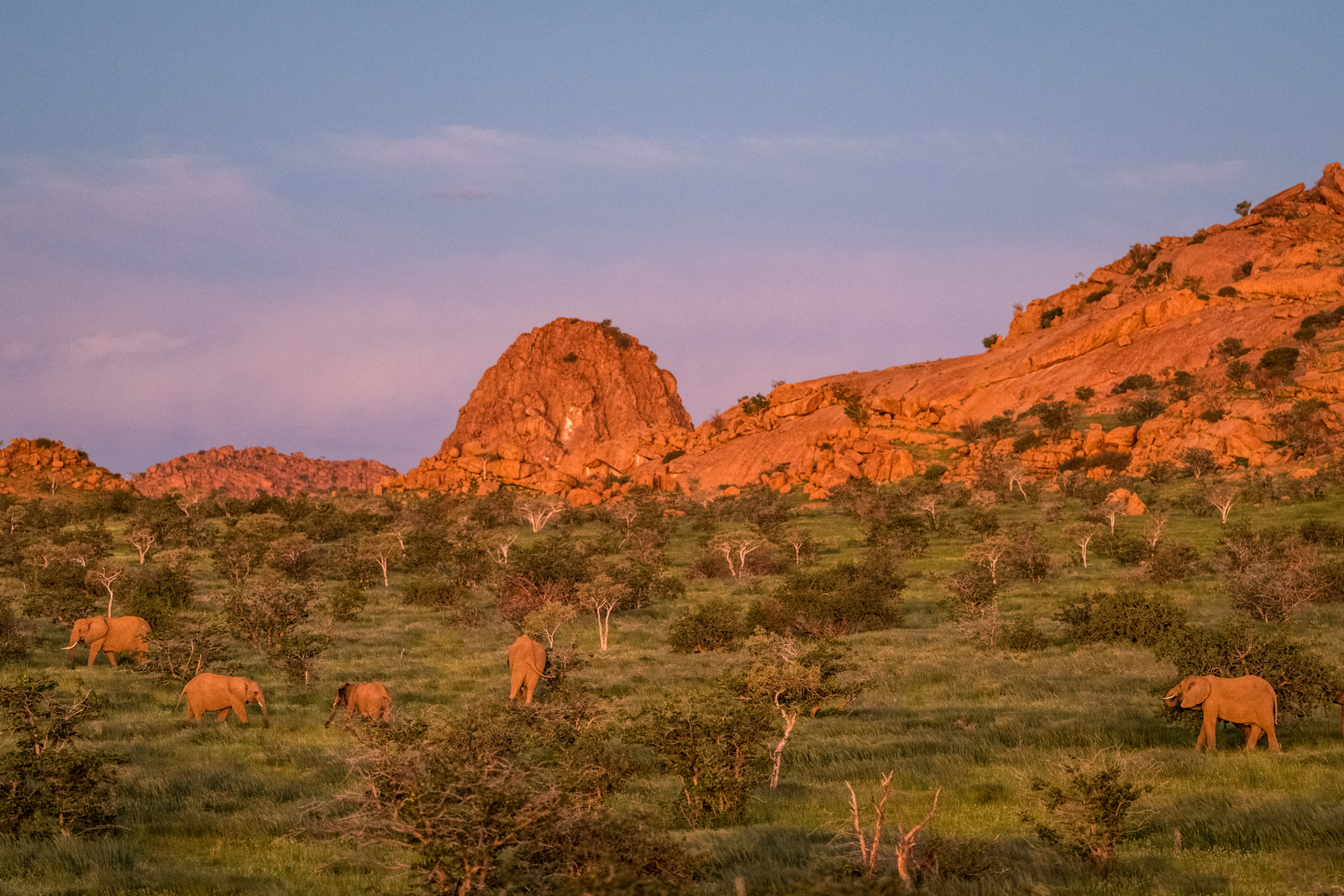 Mowani Mountain Camp Mowani Mountain Camp: Elefanten in Campnähe