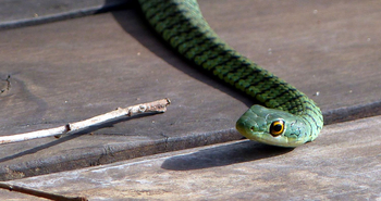 Ngepi Camp: Boomslang