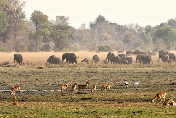 Ntemwa Busanga Bushcamp Ntemwa Busanga Bushcamp: Elefantenherde in einer Lagune