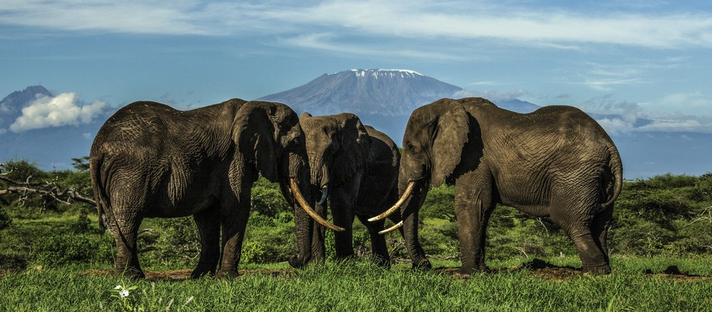 Ol Donyo Lodge: Elefantenritual Kenia