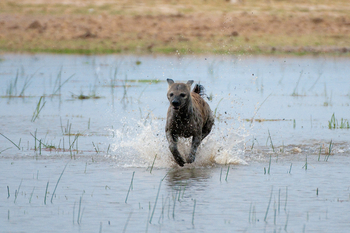 Ol Donyo Lodge: Hyäne im Flutgebiet