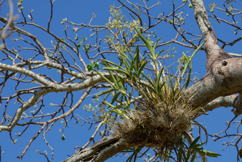 Olkeri Camp: Epiphyte