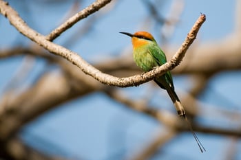Pumulani Lodge: Little Bee-Eater