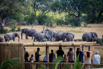 Sabi Sabi Bush Lodge: Gäste beobachten Elefanten von Aussichtsplattform