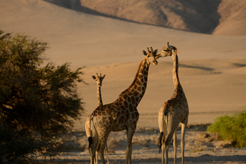 Sanctuary Okahirongo Elephant Lodge: Giraffen