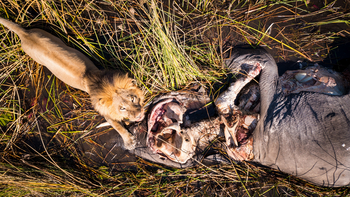 Selinda Suite: Löwe über Elefantenkadaver
