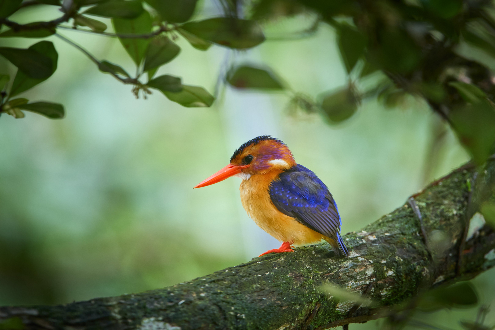 Sette Cama Eco Camp Sette Cama Eco Camp: Pygmy Kingfisher