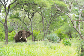 Singita Pamushana Lodge: Elefant im Wald