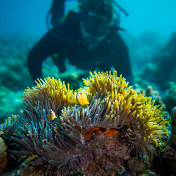 The Manta Resort: Taucher vor Seeanemonen