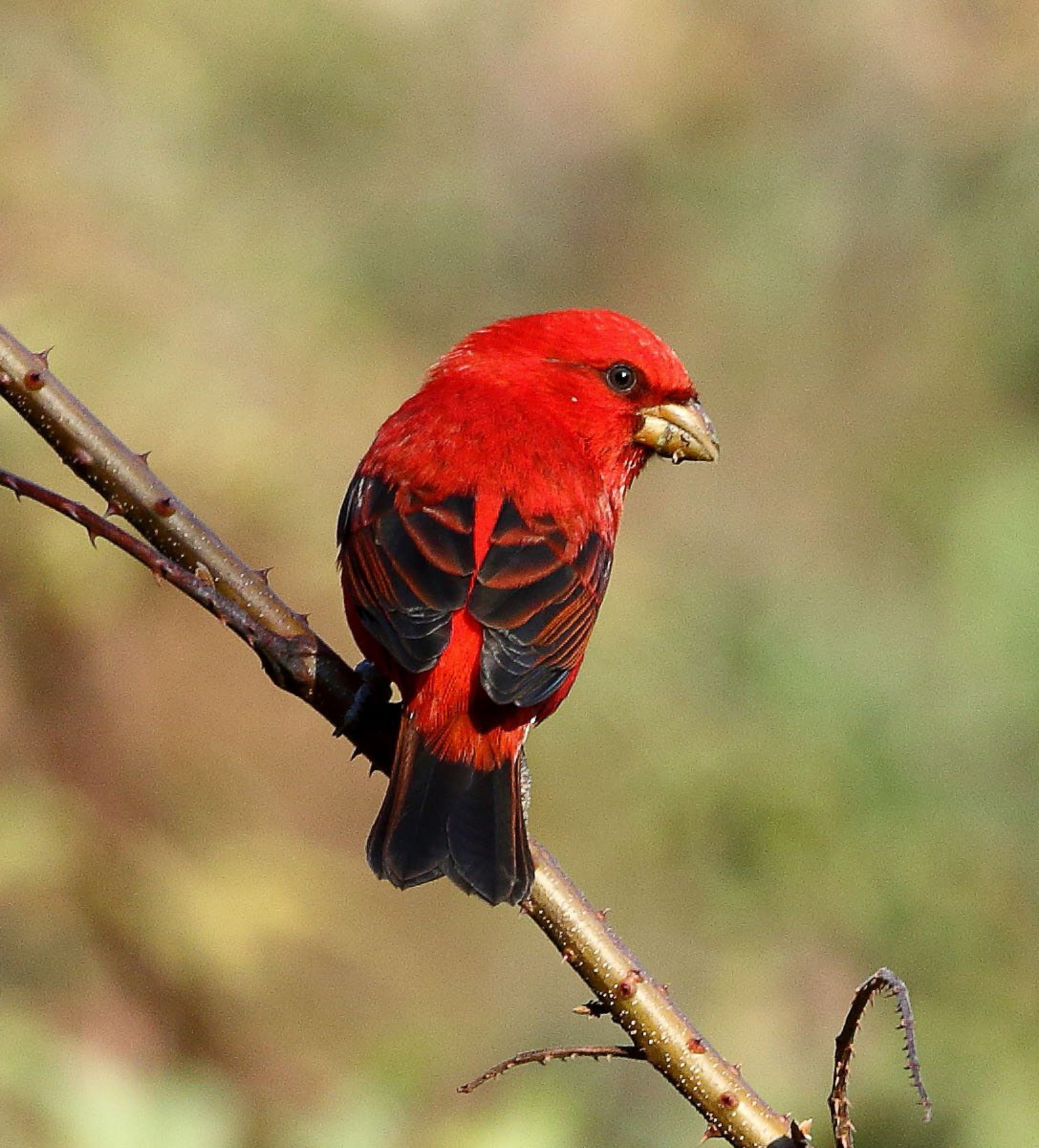 Vanghat Vanghat: Scarlet Finch