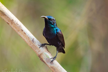 Bamboo Forest Safari Lodge: Purple Sunbird
