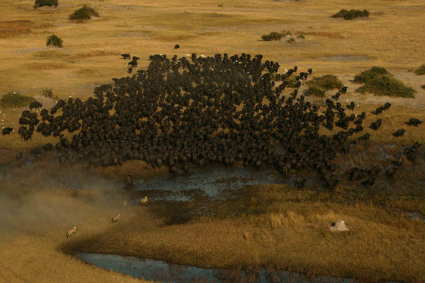 Duba Plains Camp