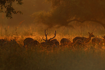 Forsyth Lodge Forsyth Lodge: Axishirsche im Morgendunst