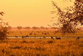 Gorongosa Safaris: Glühender Staub durch die Ebenen