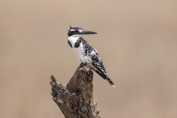 Governors' Mugie: Graufischer