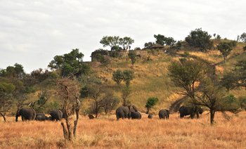 Grumeti Hills Camp: Elefanten vor dem Camp