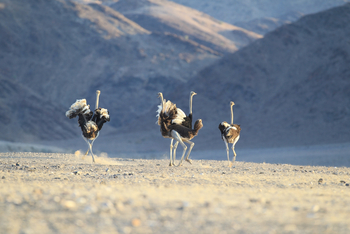 Hoanib Skeleton Coast Camp: Ostrich Tanz