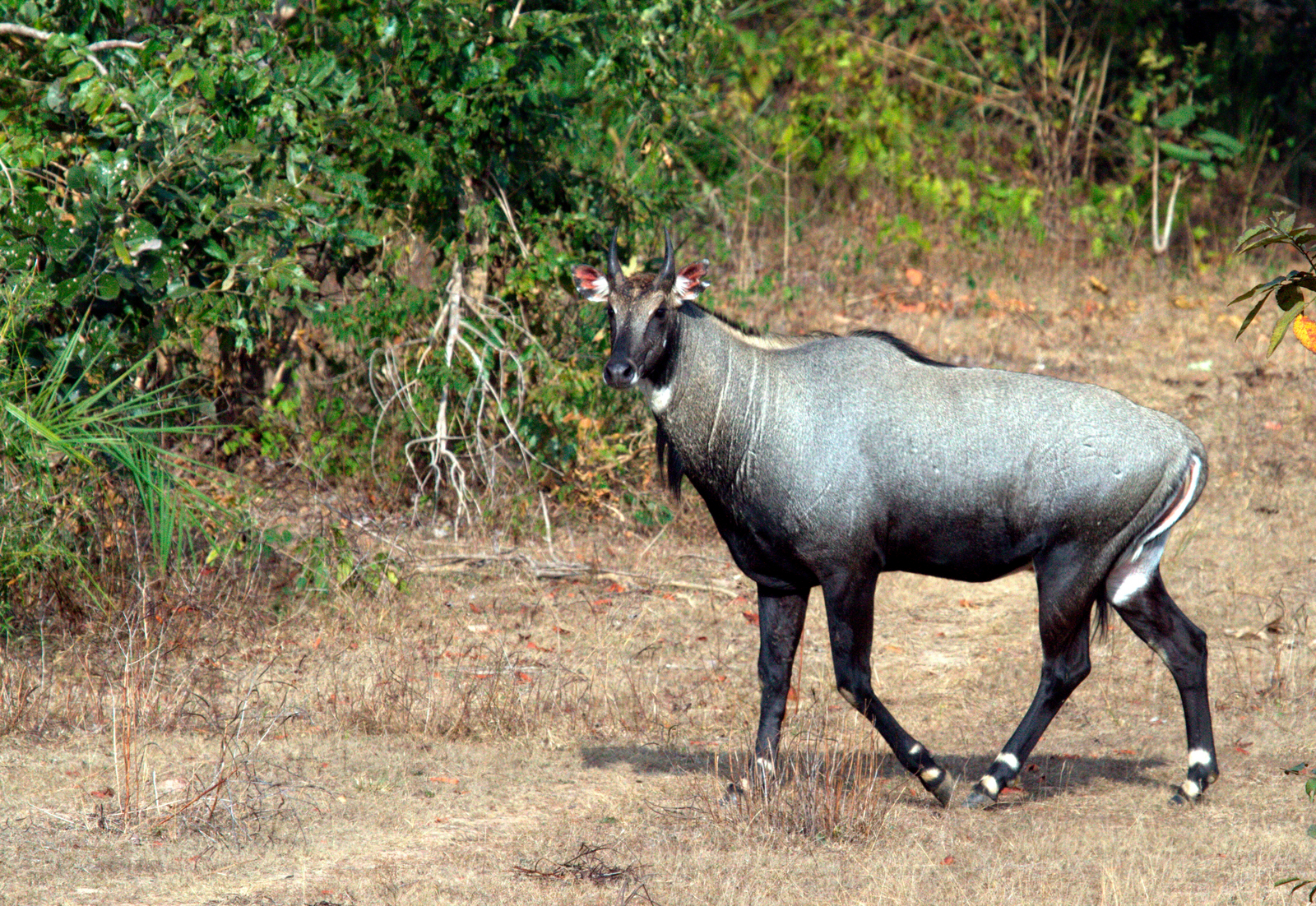 Samode Safari Lodge Samode Safari Lodge