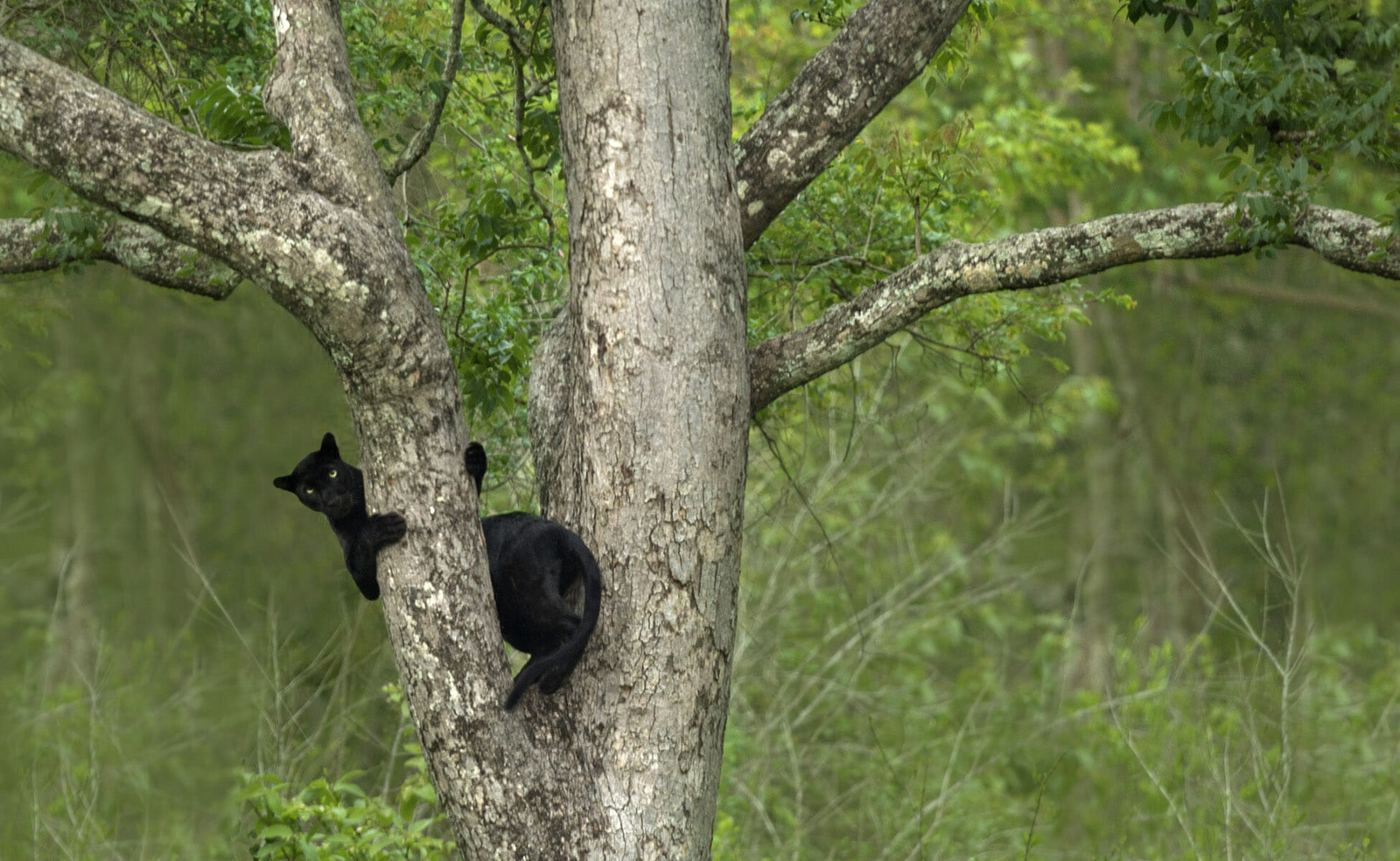 The Bison Resort The Bison Resort